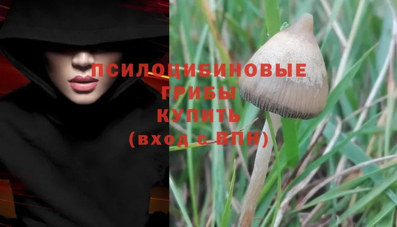 Псилоцибиновые грибы Psilocybe  Покровск 